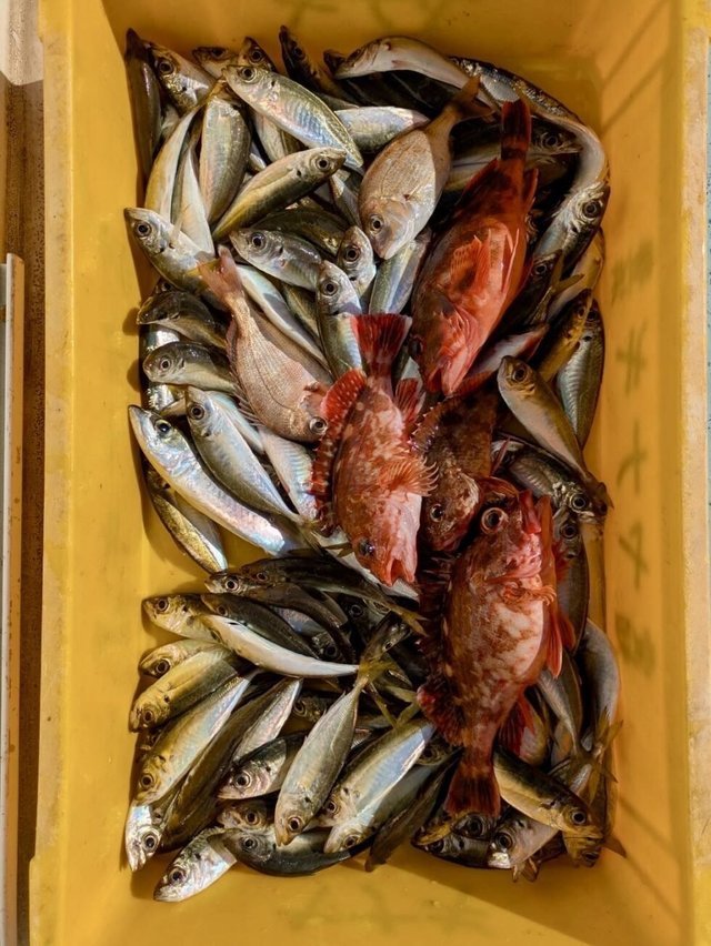 アジ(マアジ)・カサゴ