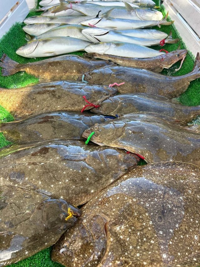 ハマチ(ブリ)・ヒラメ