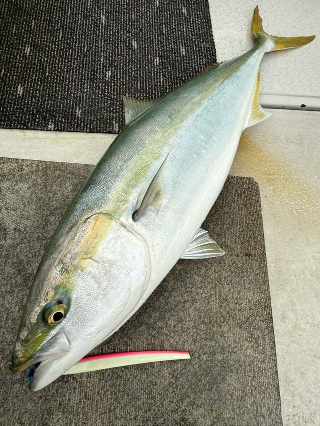 サンパク(ブリ)