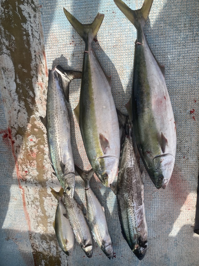 ハマチ(ブリ)・サワラ