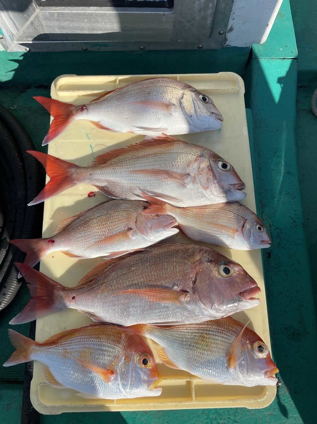 マダイ・レンコダイ(キダイ)