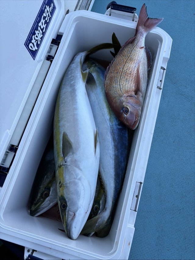 マダイ・ワラサ(ブリ)