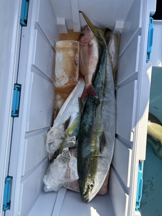 マダイ・ワラサ(ブリ)