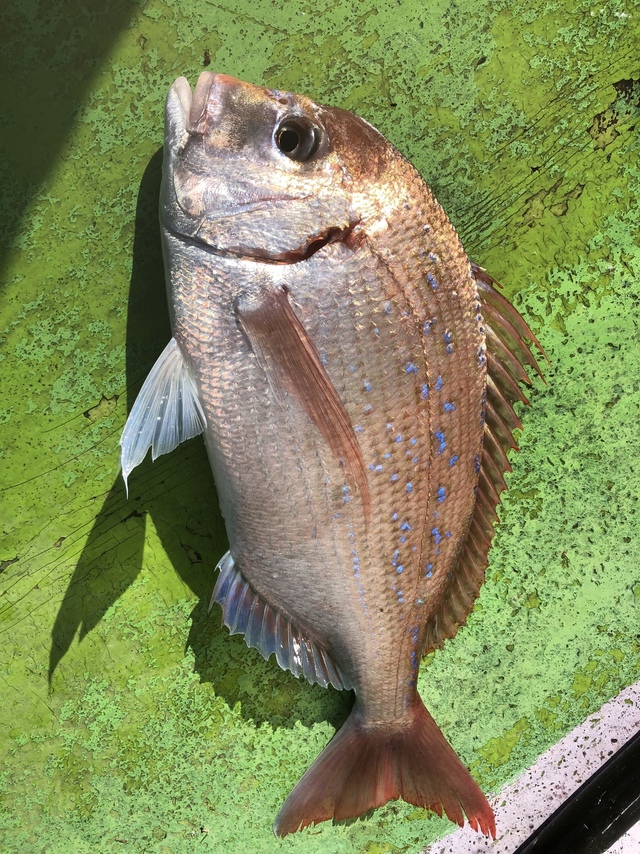 ハナダイ(チダイ)