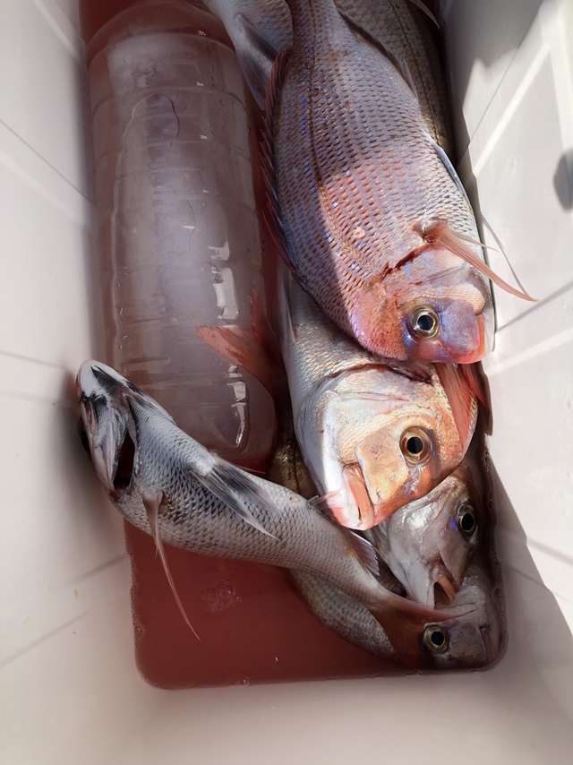 ハナダイ(チダイ)