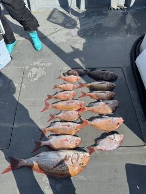 マダイ・コダイ(マダイ)・マハタ