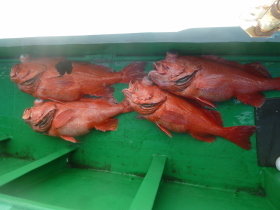 ベニアコウ(オオサガ)