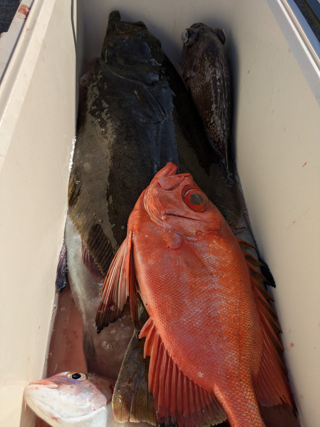 マダイ・チカメ(チカメキントキ)・ヒラメ