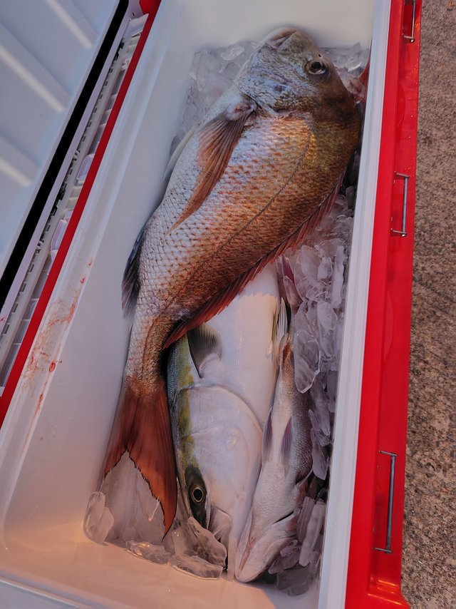 マダイ・メジロ(ブリ)