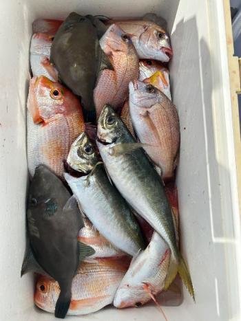 レンコダイ(キダイ)・チダイ・マアジ・ウマヅラハギ