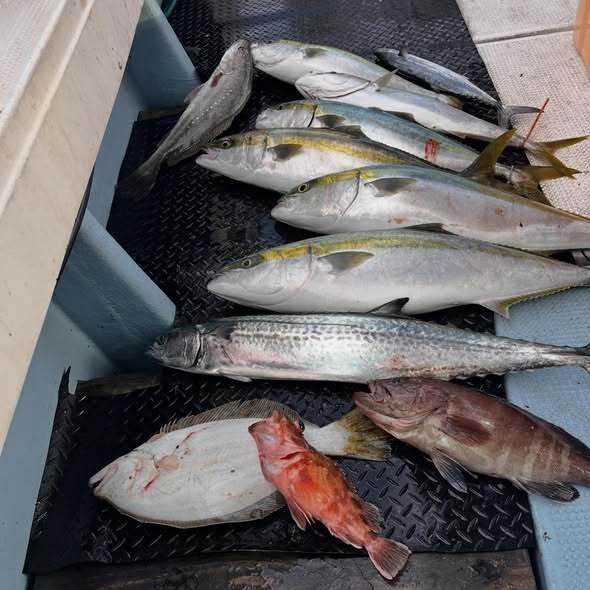 マハタ・ブリ・ニベ・マサバ・サワラ・カサゴ・ヒラメ