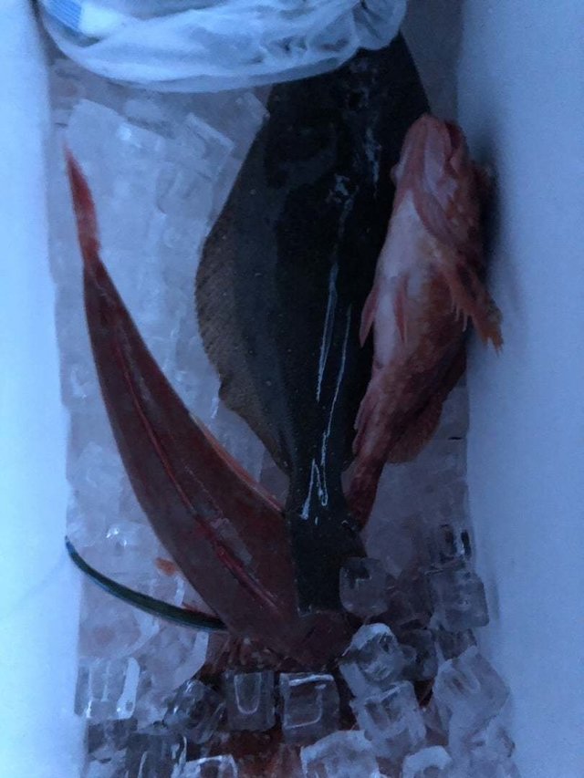 カサゴ・ホウボウ・ヒラメ