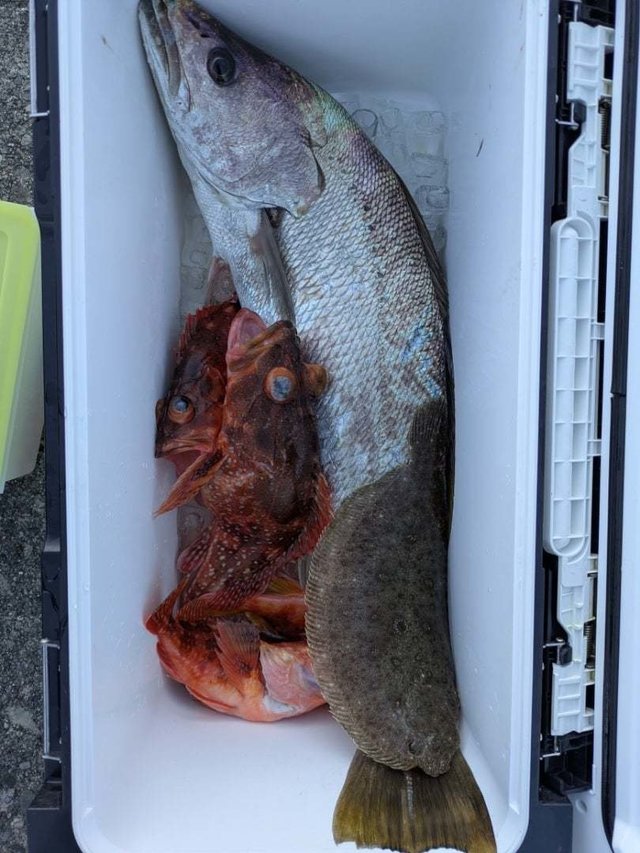 オオニベ・カサゴ・ガンゾウヒラメ(ガンゾウビラメ)