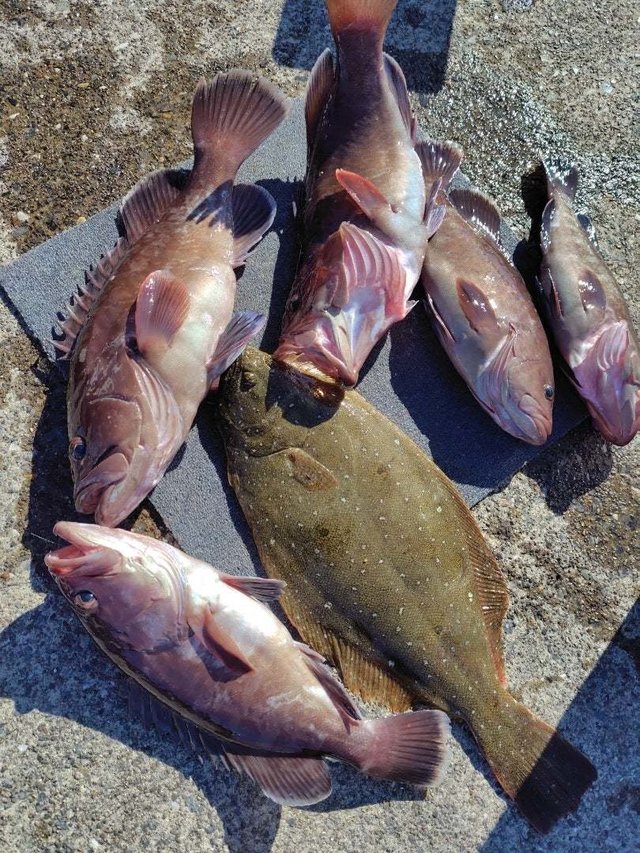 ヒラメ・ハタ(マハタ)