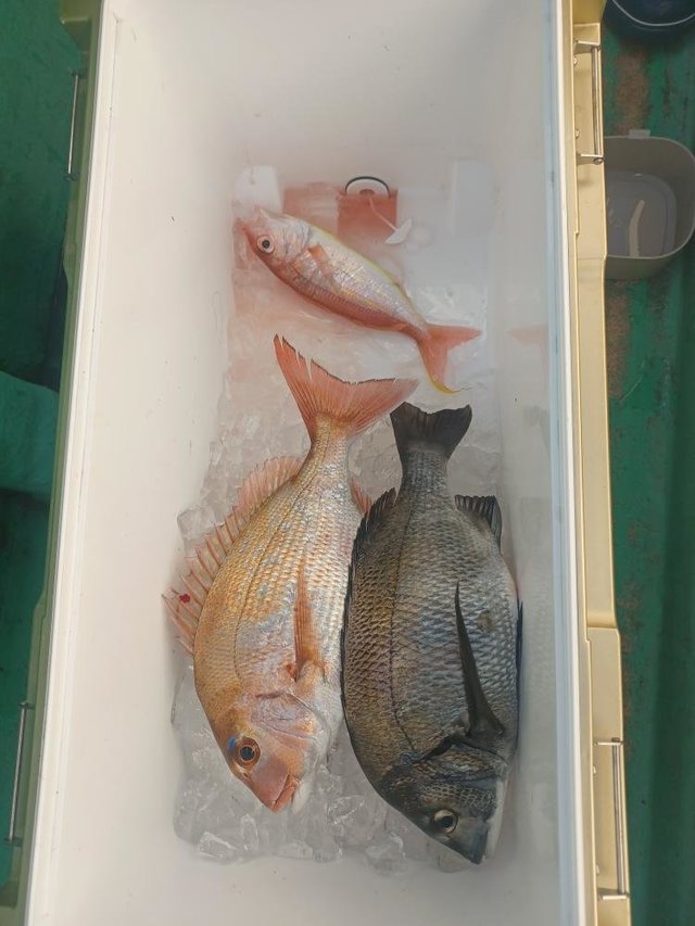 マダイ・クロダイ・イトヨリ(イトヨリダイ)