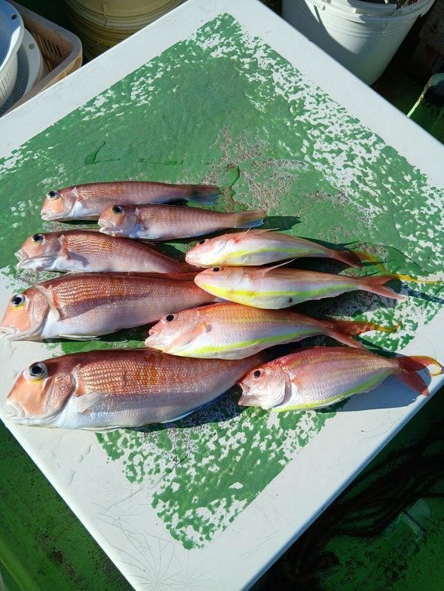 アマダイ(アカアマダイ)・イトヨリ(イトヨリダイ)