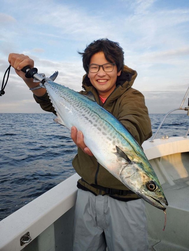 サゴシ(サワラ)