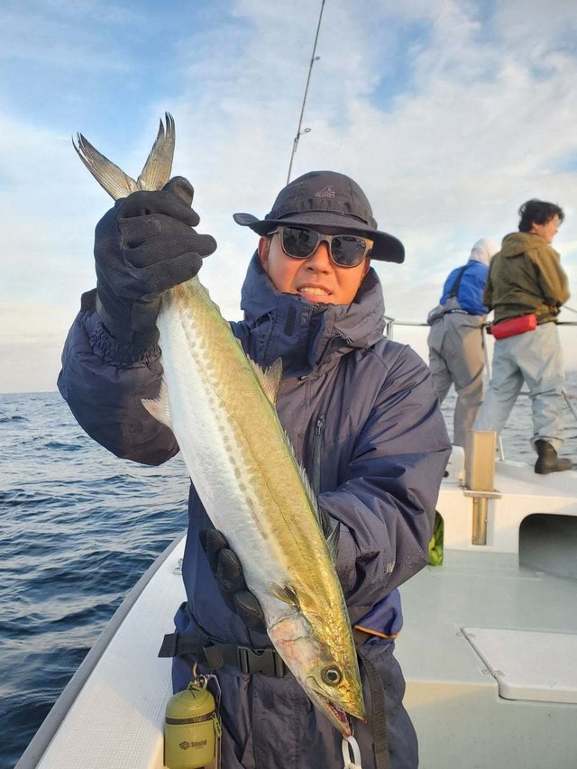 サゴシ(サワラ)