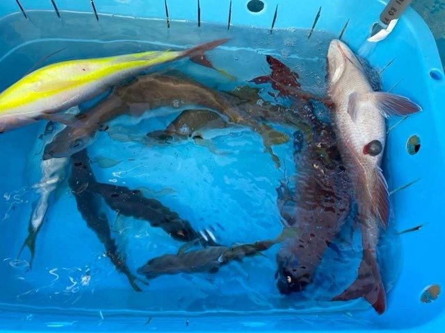 マダイ・アジ(マアジ)