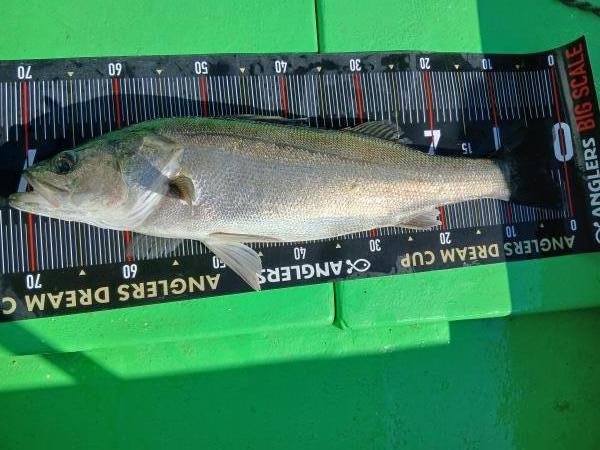 シーバス(スズキ)