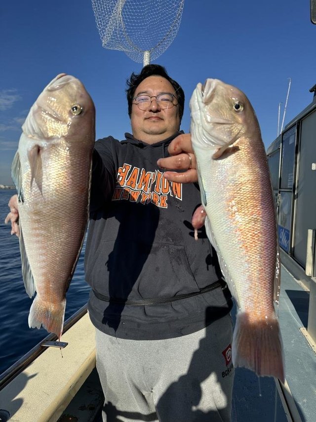 アマダイ(アカアマダイ)