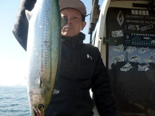 サゴシ(サワラ)