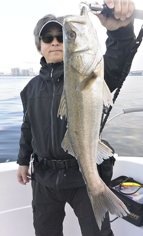 シーバス(スズキ)