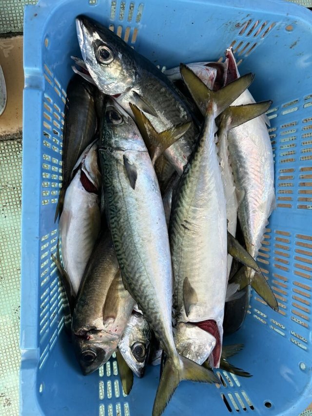 マアジ・マサバ