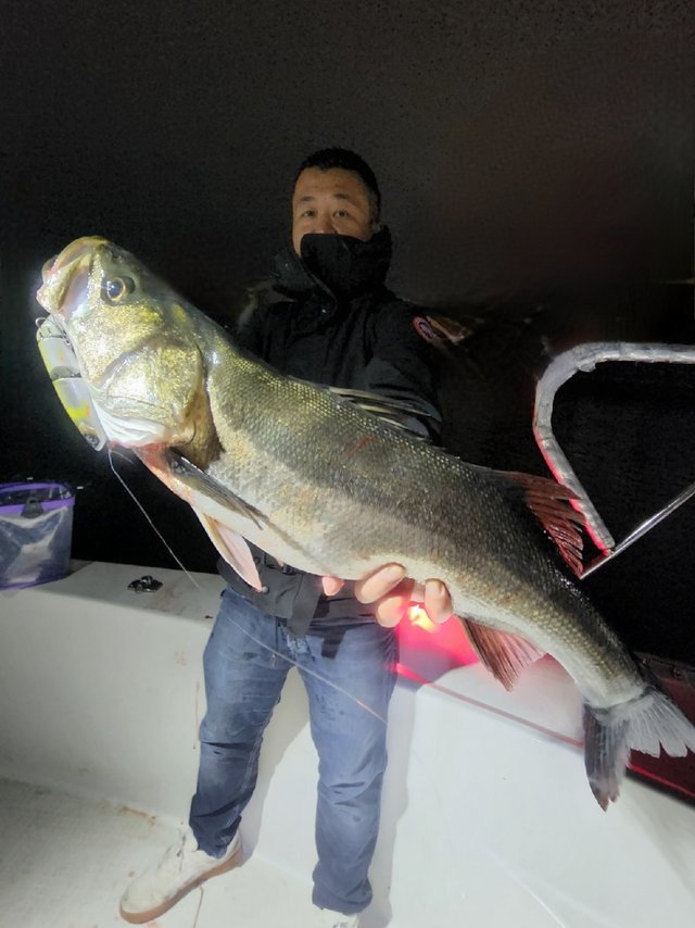 シーバス(スズキ)