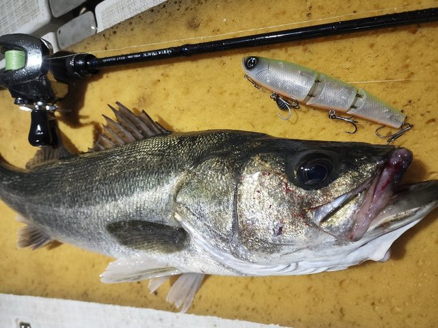 シーバス(スズキ)