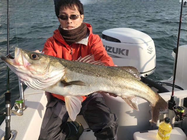 シーバス(スズキ)