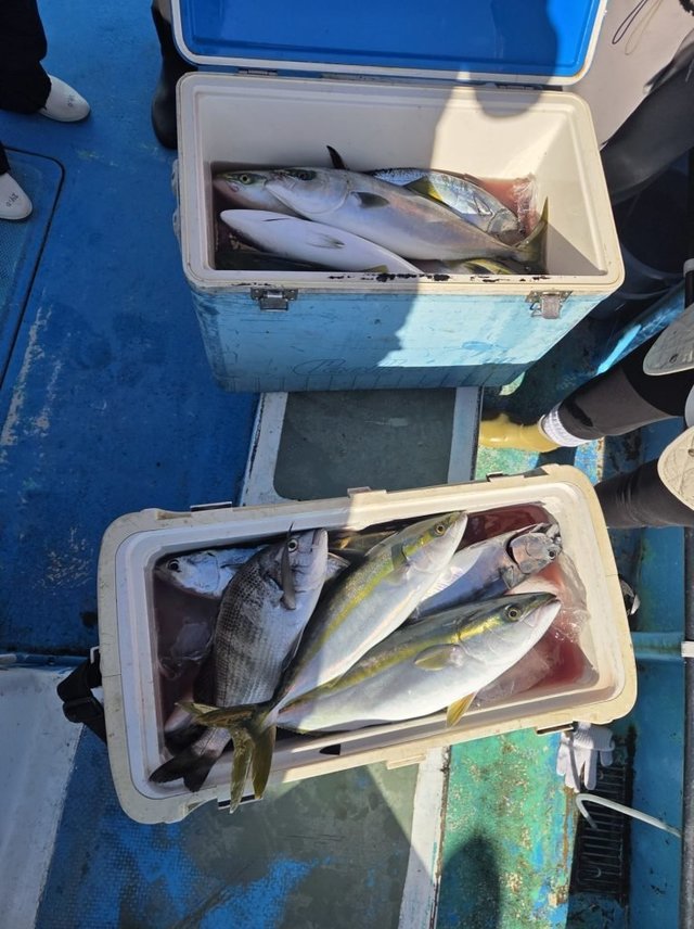 マダイ・イナダ(ブリ)