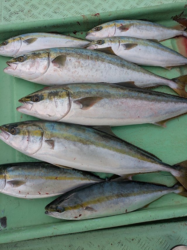 ブリ・ヤズ(ブリ)