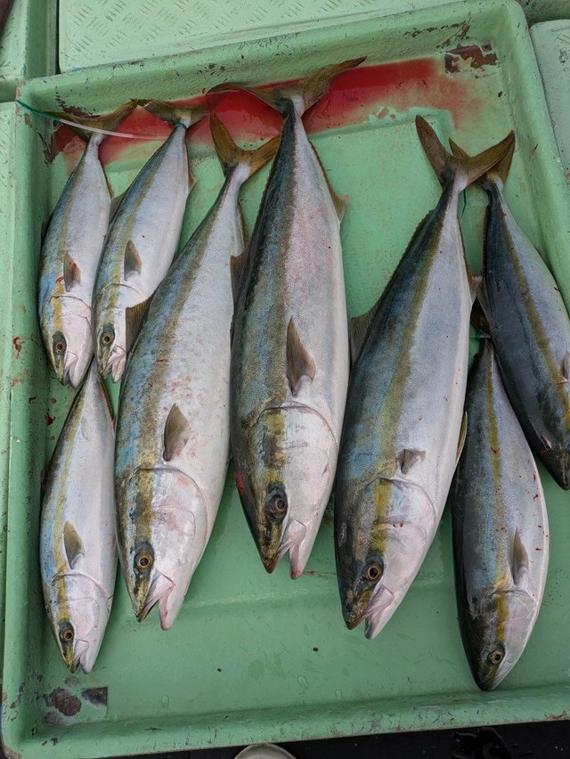 ブリ・ヤズ(ブリ)