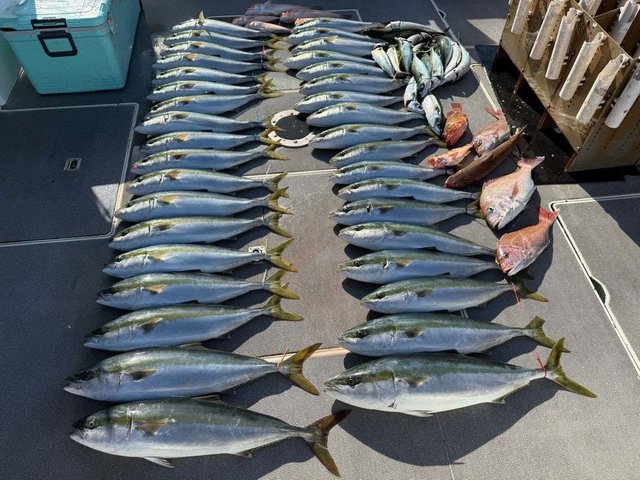 マダイ・ハマチ(ブリ)