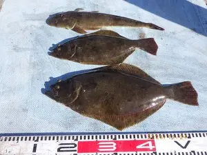 マゴチ・ヒラメ