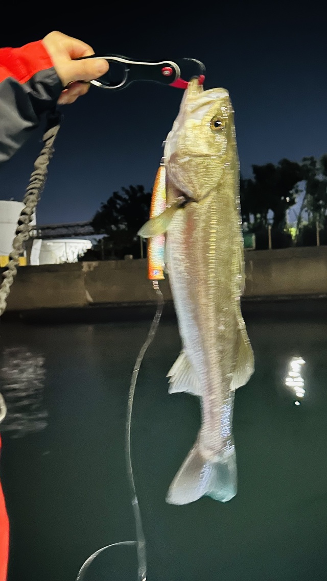 シーバス(スズキ)