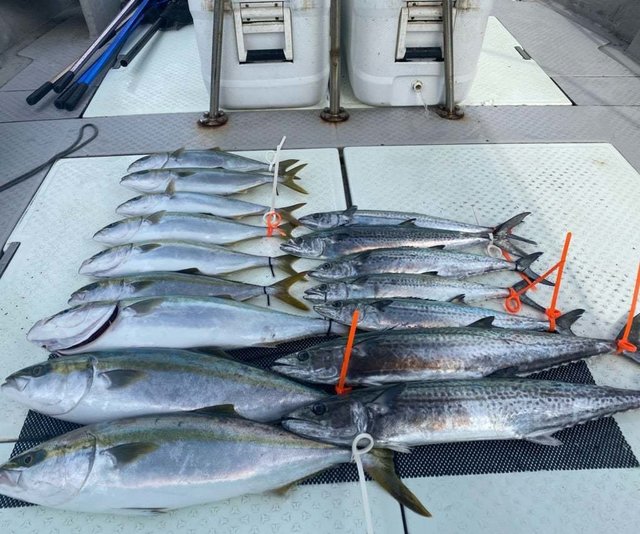 メジロ(ブリ)・サワラ