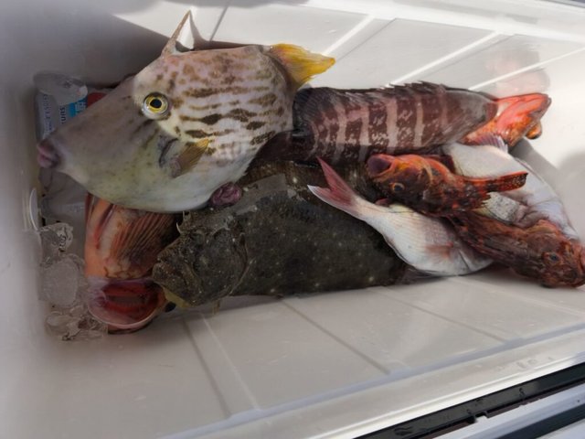 カサゴ・ヒラメ・カワハギ