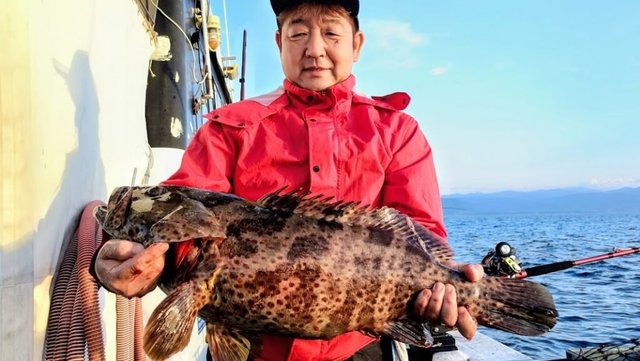 チャイロマルハタ