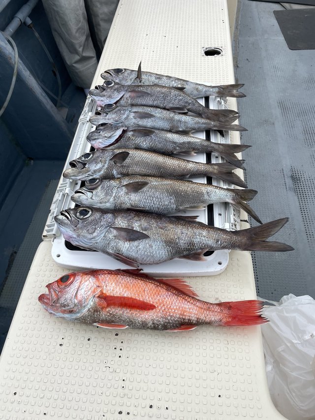 クロムツ・アカムツ