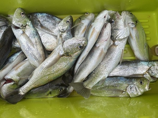 イシモチ(シログチ)