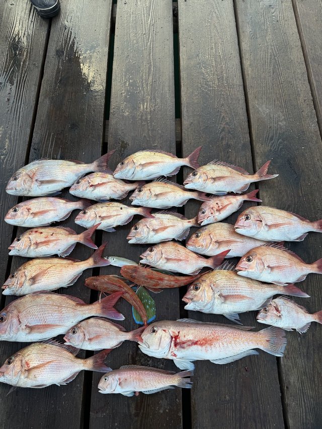 タイ(マダイ)・シロアマダイ