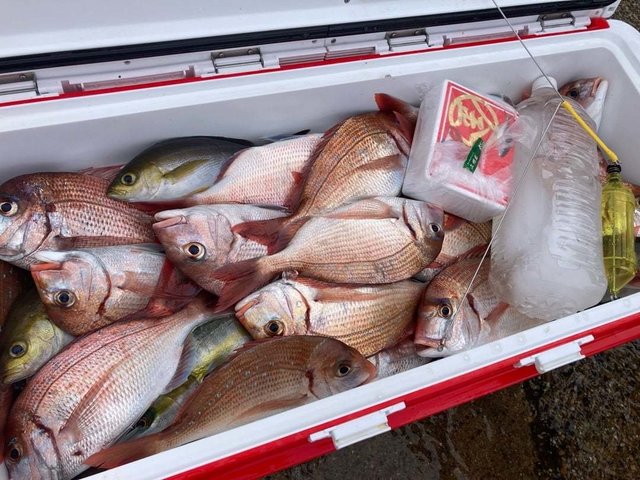 ハナダイ(チダイ)・シマアジ