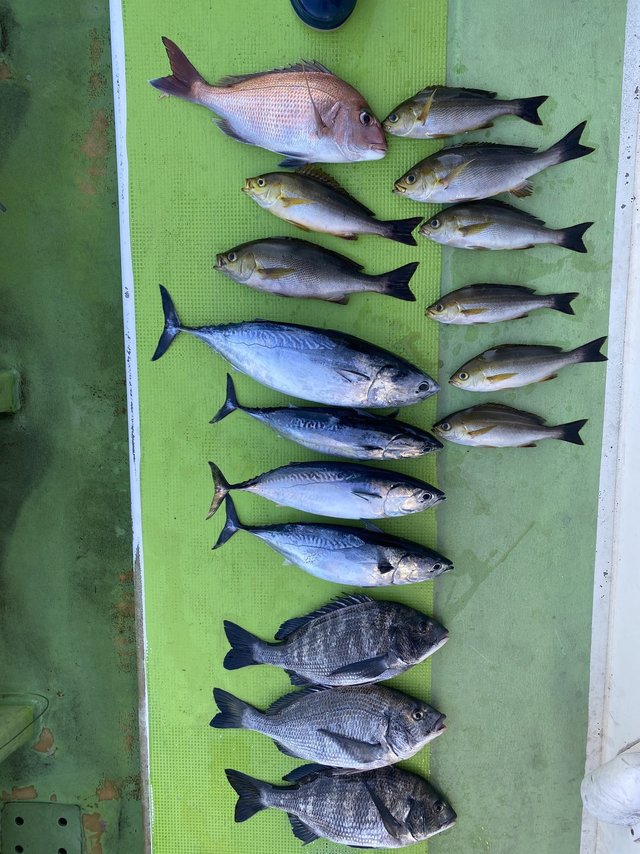 マダイ・クロダイ・イサキ・ヒラソウダ