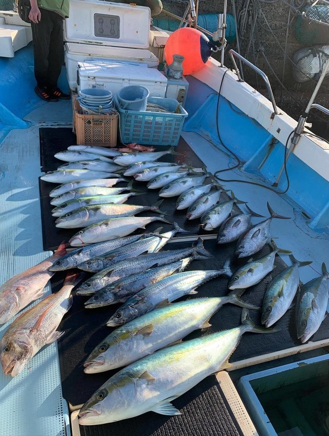 マダイ・ブリ・ヒラマサ・サワラ・アラカブ(カサゴ)・コシナガ