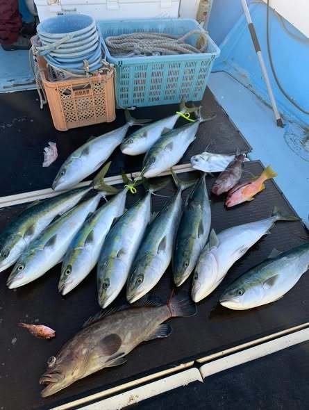 マハタ・ブリ・イトヒキアジ・ヨコスジフエダイ・アラカブ(カサゴ)・アラ(クエ)