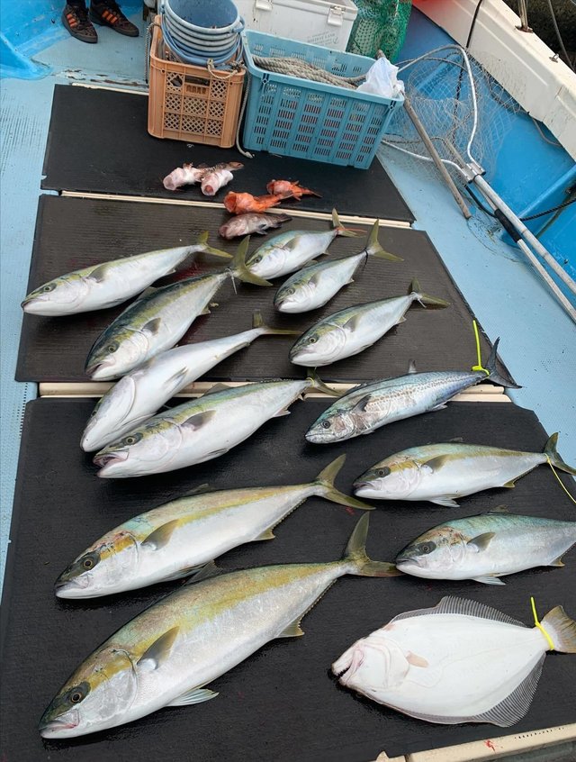 マハタ・ブリ・ヒラマサ・サワラ・アラカブ(カサゴ)・ミノカサゴ・ヒラメ