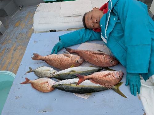 マダイ・カイワリ・イナダ(ブリ)