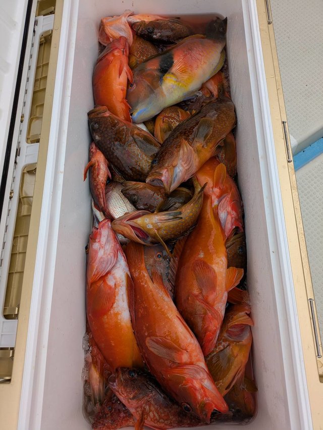 マダイ・アカハタ・キジハタ・イラ・アラカブ(カサゴ)